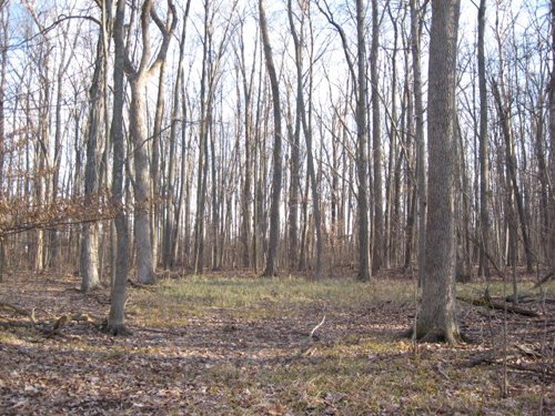 Property photo 24 - 44 Acres Offered in 3 Tracts
